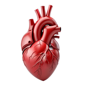 human heart anatomy on transparent background PNG image
