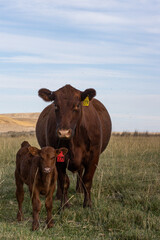 Cow and calf graze pasture in rural Eastern Washington  © Info