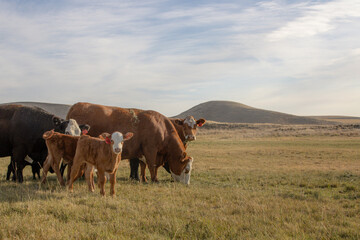 Cattle graze pasture in rural Eastern Washington 