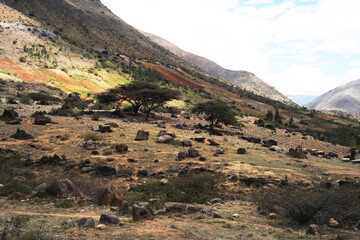 Valley with bushes and trees captus mountains yunga fuvial Huanuco Peru
