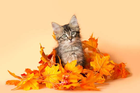 Little brown tabby kitten playing underneath a pile of orange and yellow leaves, peeking out, orange background.