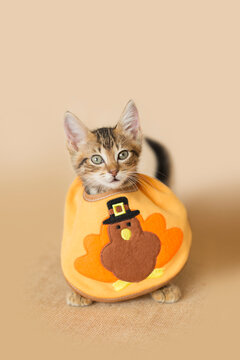 Brown Tabby Kitten wearing a Thanksgiving Turkey Pilgrim  Bib , tan background.