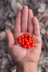 Male hand with a handful of orange osyris lanceolata berries collected in a forest in autumn. Toxic berries.