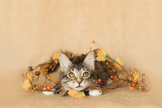 Brown with white chest tabby kitten chewing on and tangled up in a fall decoration of Fall berries, orange and yellow leaves, and brown twig branches, posing for photo on a burlap background.