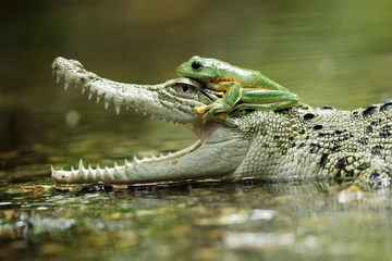 Fotobehang crocodile, frog, a crocodile and a cute frog on his head  © ridho