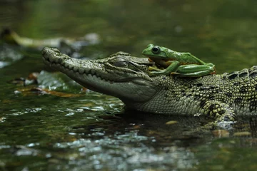 Foto op Canvas crocodile, frog, a crocodile and a cute frog on his head  © ridho