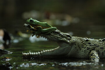 crocodile, frog, a crocodile and a cute frog on his head

