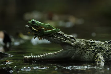 Fotobehang crocodile, frog, a crocodile and a cute frog on his head  © ridho