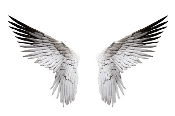 white and black wings on a transparent background. png file