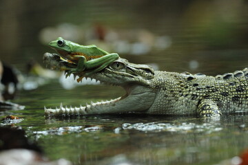 crocodile, frog, a crocodile and a cute frog on his head

