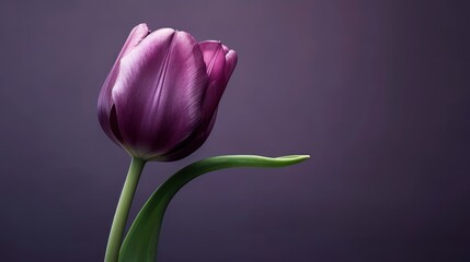 Purple tulip on a dark purple background with space for text. Tulips. Mother's day concept with a space for a text. Valentine day concept with a copy space.