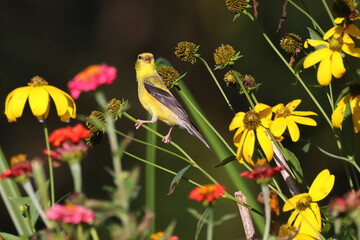 Gold finch eating seeds among flowers. 