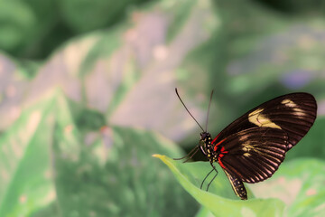 butterfly papilio rumanzovia