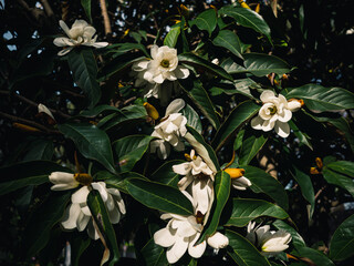 Magnolia flowers
