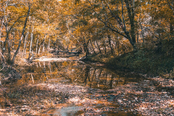autumn in the forest along a creek 