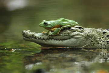 Foto auf Acrylglas a crocodile, a frog, a crocodile and a cute frog above his mouth © ridho