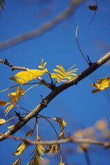 autumn fall leaves in golden and red