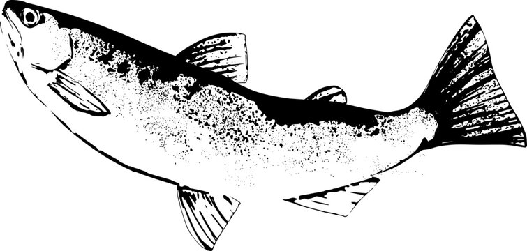 ジャンプするイワナの墨絵和風イラスト