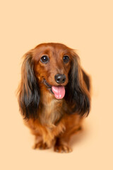 Reddish brown long hair Dachshund puppy wiener dog posed for the photo with tongue out on a light...