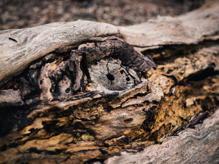 tree trunk