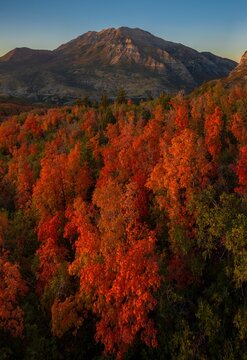 Fall Colors in Utah Mountains Portrait