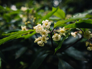 Spring flowers