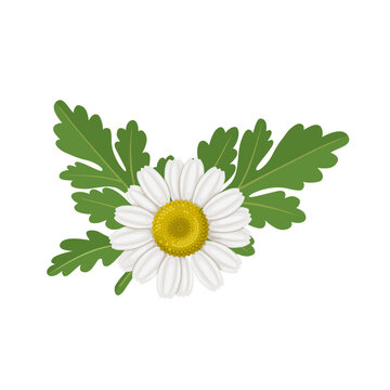 Vector illustration, Tanacetum parthenium, known as feverfew flower, isolated on white background.