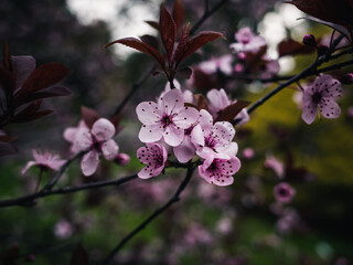 Spring blossom