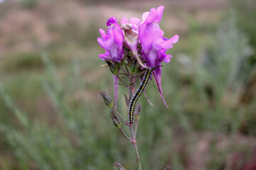 pink flower with a caterpillar found in a meadow