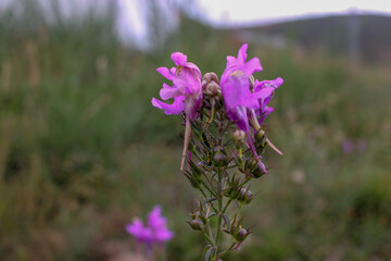 peculiar flower with a caterpillar found in the mountains