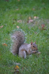 squirrel eating nut
