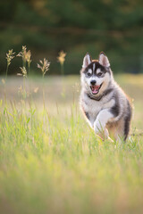 Siberian Husky puppy in motion. Black and white husky pup running toward camera in a meadow of grass and yellow wild flowers.  © DebraAnderson