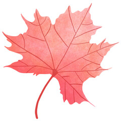 maple leaf isolated on white background