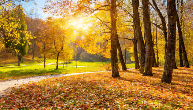 autumn landscape beautiful park in the bright sunlight of the sun autumn scene with fallen leaves