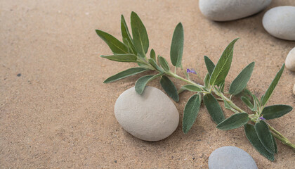 Fototapeta na wymiar minimalist nature sage twig and pebble rocks on sand serene botanical background