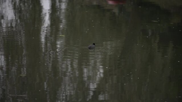 A little duck floating around on calm waters in the pond next to urban living area in Houten, The Netherlands