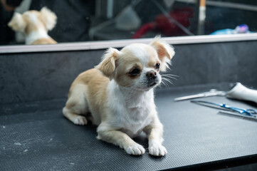 Groomer cuts hair on the paws of a chihuahua in a grooming salon. Funny decorative dog. 