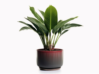 ZZ Plant (Zamioculcas zamiifolia) Studio Shot Isolated on Clear Background, Generative AI