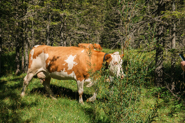  red cow in a willow grove.cow eats grass. red Austrian cow with white spots grazing in a willow...