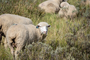 Free Range Sheep grazing on mountainside in Idaho