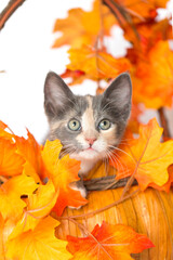 Gray, orange, and white, Calico  kitten peeking through the leaves, sitting inside of a  wood and straw orange autumn basket with colorful orange and yellow fall leaves, isolated white background.