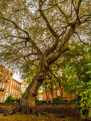Nice Oak vert