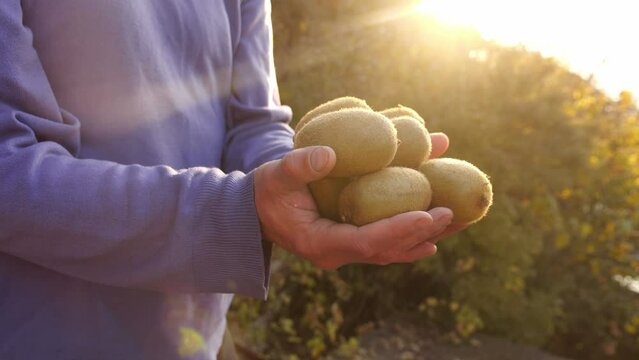 Kiwifruit growing. Kiwi Fruit Harvest. A farmer harvests kiwi on a plantation. Organic food, small local family farm, farming and harvesting concept