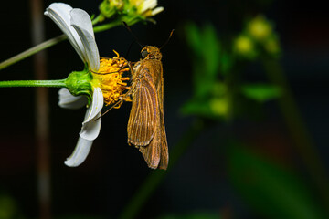 skipper butterfly on yellow flower
