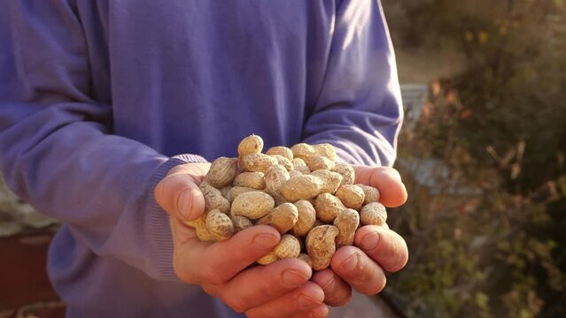 Harvest of peanuts. Peanuts in the shell in the hands of a farmer. Cultivation of peanut crop, Production of peanuts