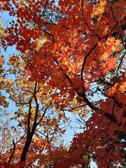 autumn tree in the fall