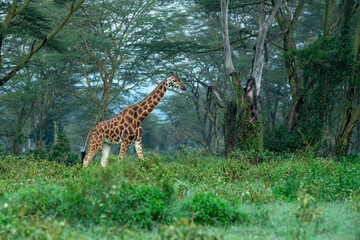 Low angle image of Rothschild's giraffe walking through an acacia forest
