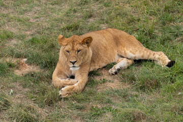 Lion in zoo