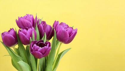 Purple tulips in a isolated pastel background Copy space