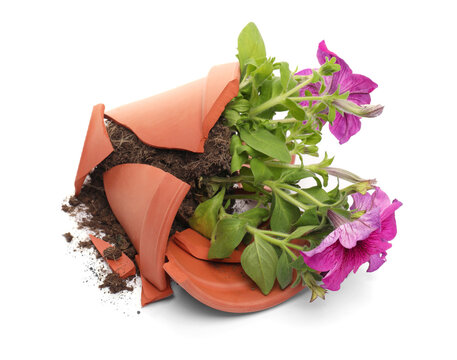 Broken terracotta flower pot with soil and petunia plant on white background